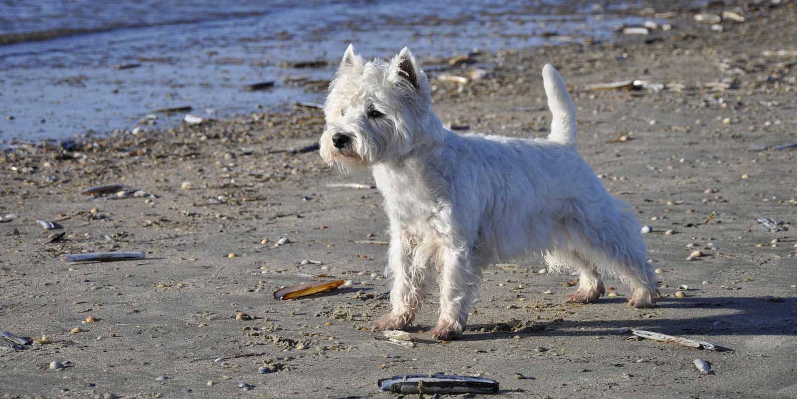 Urlaub mit Hund an der Nordsee auf Amrum